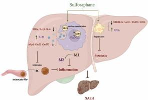 Sulforaphane ameliorates non-alcoholic steatohepatitis by KLF4-mediated macrophage M2 polarization