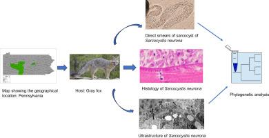 Gray fox (Urocyon cinereoargenteus) identified as a new intermediate host for Sarcocystis neurona