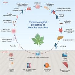 Pharmacological properties of Humulus scandens: Insights from the TCMSP database and existing understanding