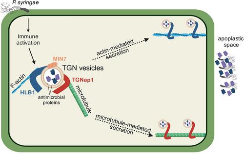 Linking secretion and cytoskeleton in immunity– a case for Arabidopsis TGNap1