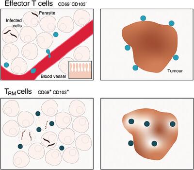 Tissue-resident memory T cells: Harnessing their properties against infection for cancer treatment