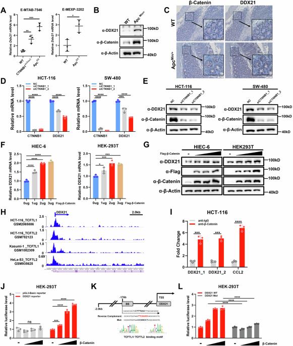 The RNA helicase DDX21 activates YAP to promote tumorigenesis and is transcriptionally upregulated by β-catenin in colorectal cancer