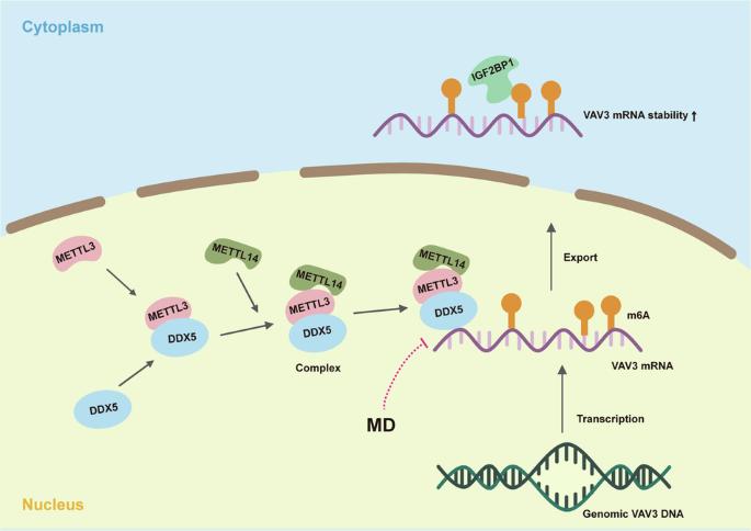 DDX5 promotes esophageal squamous cell carcinoma growth through sustaining VAV3 mRNA stability