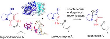 Characterization of the Baeyer–Villiger monooxygenase in the pathway of the bacterial pyrrolizidine alkaloids, legonmycins†