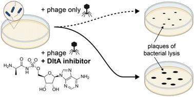 Chemical inhibition of cell surface modification sensitizes bacteria to phage infection†