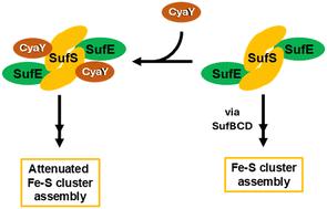 CyaY and TusA regulate ISC- and SUF-mediated l-cysteine desulfurase activity†