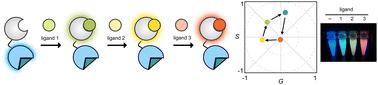 A versatile bioluminescent probe with tunable color†