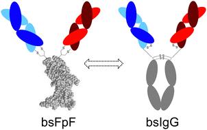 Bispecific FpFs: a versatile tool for preclinical antibody development†