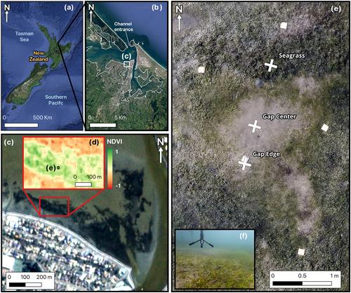 The interaction between vegetation patchiness and tidal flows in a shortleaf seagrass meadow