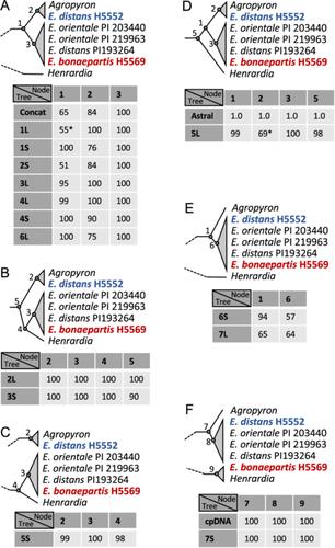 The phylogeny of the Triticeae: Resolution and phylogenetic conflict based on genomewide nuclear loci