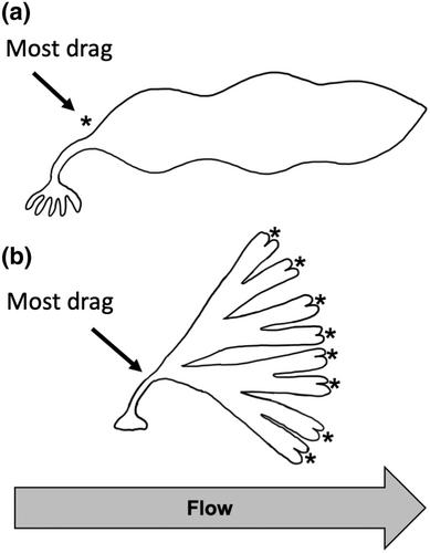 Grow with the flow: Is phenotypic plasticity across hydrodynamic gradients common in seaweeds?