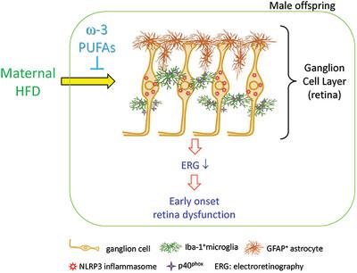 ω-3 PUFAs Ameliorated the Maternal High-Fructose Diet-Induced Early-Onset Retinopathy in Offspring via Inhibiting NLRP3-Associated Neuroinflammation