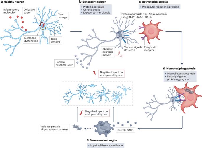 Therapeutic targeting of senescent cells in the CNS