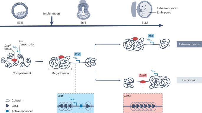 Structural remodeling of the inactive X chromosome during early mouse development