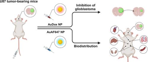Doxorubicin-Loaded Ultrasmall Gold Nanoparticles (1.5 nm) for Brain Tumor Therapy and Assessment of Their Biodistribution