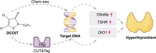 Thyroid Endocrine Disruption and Mechanism of the Marine Antifouling Pollutant 4,5-Dichloro-2-n-octyl-4-isothiazolin-3-one
