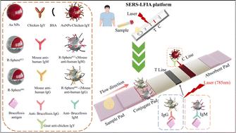 Combined and rapid detection of anti-Brucella IgG/IgM in clinical samples based on surface-enhanced Raman scattering-lateral flow immunochromatography†