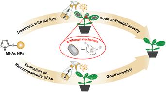 Mercaptoimidazole-capped gold nanoparticles as a potent agent against plant pathogenic fungi†
