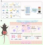 ROS/pH dual-responsive quercetin-loaded guanosine borate supramolecular hydrogel enema in dextran sulfate sodium-induced colitis in mice