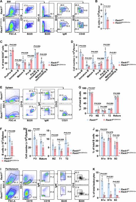 Rack1 regulates B-cell development and function by binding to and stabilizing the transcription factor Pax5