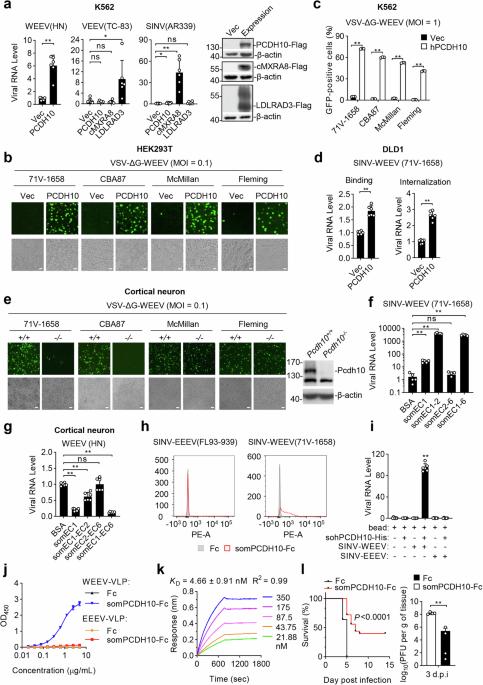 PCDH10 is a neuronal receptor for western equine encephalitis virus