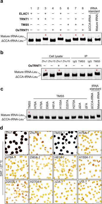 Impaired 2′,3′-cyclic phosphate tRNA repair causes thermo-sensitive genic male sterility in rice