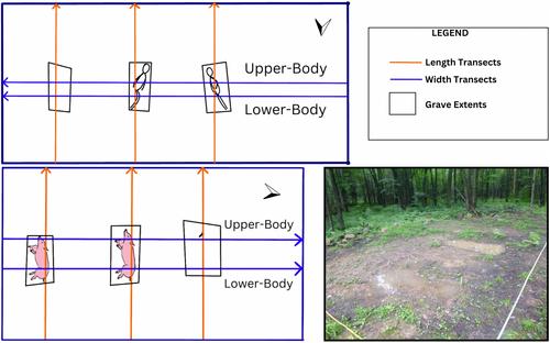 Comparison of GPR signals over simulated clandestine graves with domestic pigs (Sus Scrofa domesticus) and human remains