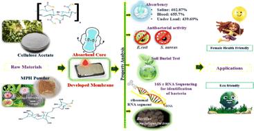 Utilization of green resource-based Mimosa pudica hydrogel powder in a cellulose acetate-based polymeric membrane as absorbent: a sustainable approach towards female hygiene application†