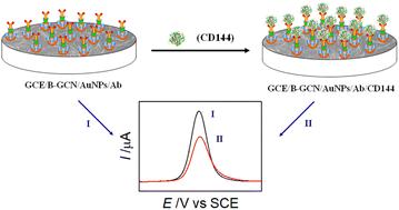 Porous boron-doped graphitic carbon nitride-based label-free electrochemical immunoassay of vascular endothelial cadherin