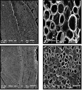 Anatomical features of pericarp and pedicel influencing fruit splitting in Daisy mandarin