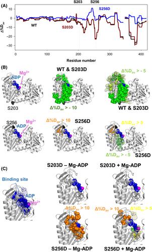 Phosphorylation of cytosolic hPGK1 affects protein stability and ligand binding: implications for its subcellular targeting in cancer