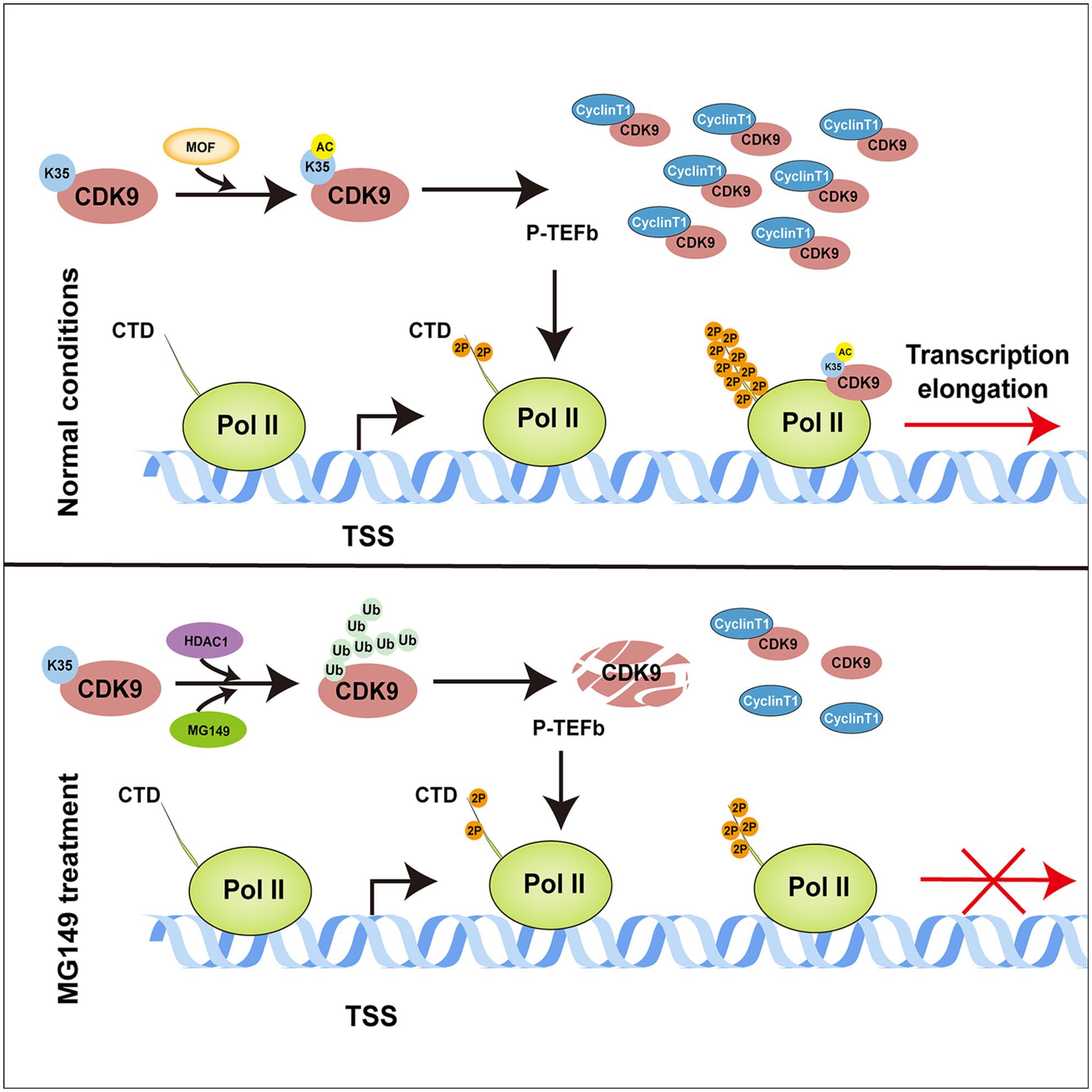 MOF-mediated acetylation of CDK9 promotes global transcription by modulating P-TEFb complex formation