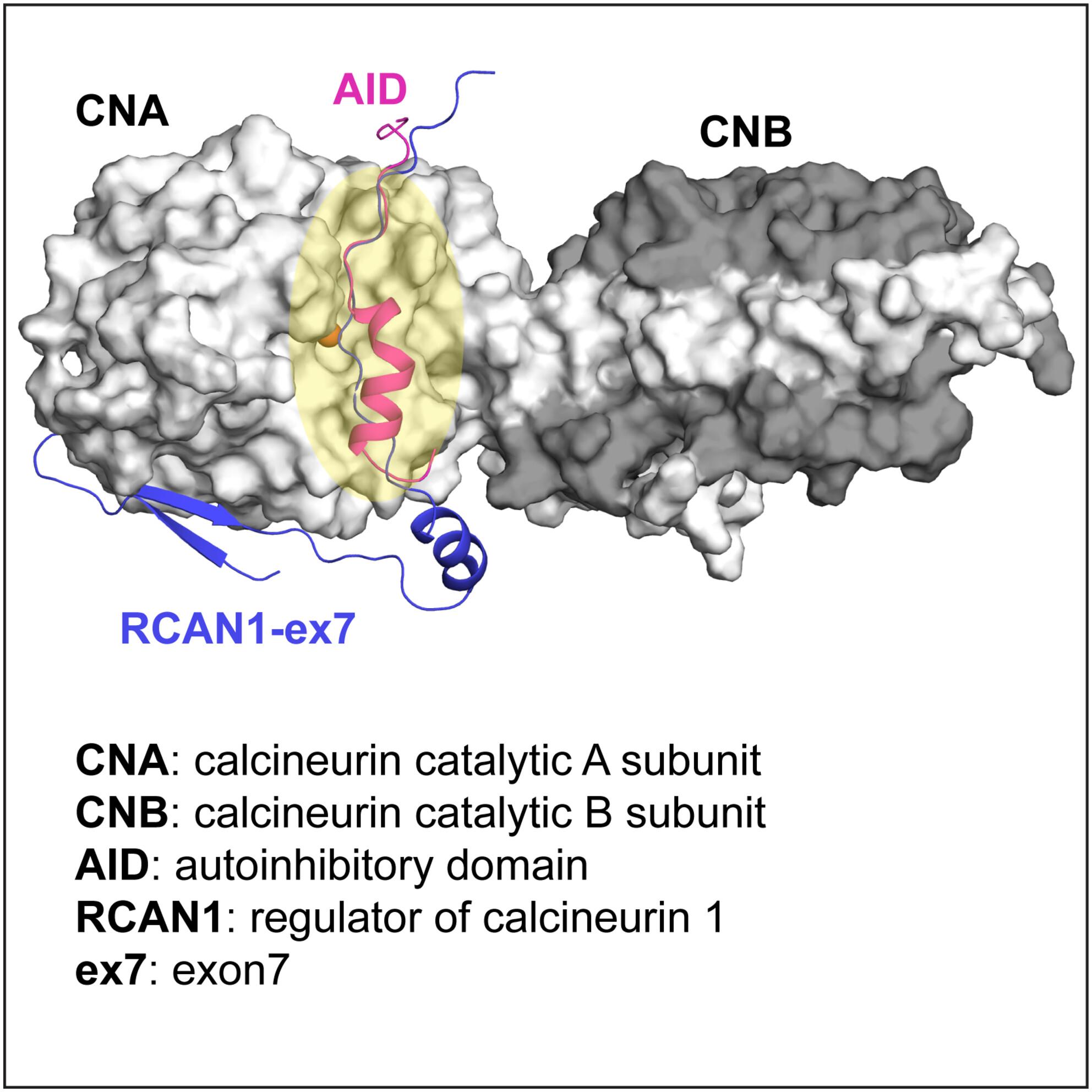 Biochemical analyses reveal new insights into RCAN1/Rcn1 inhibition of calcineurin