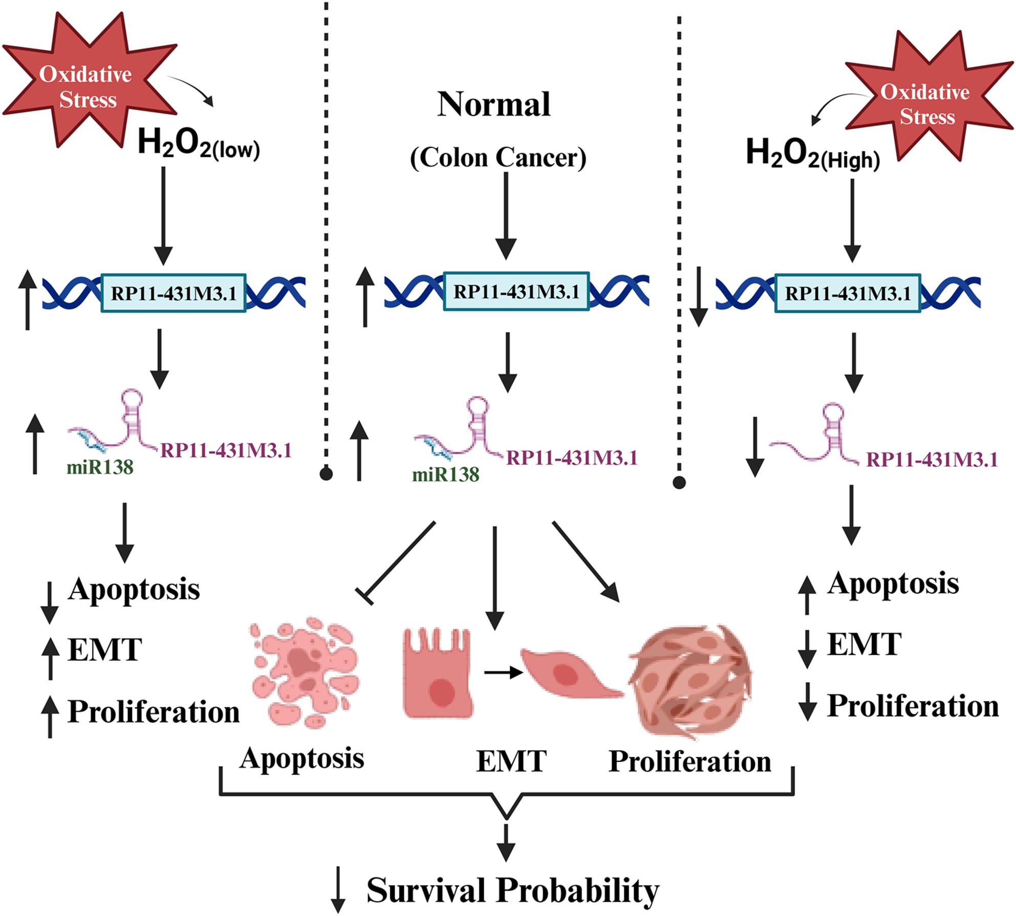 SMAR1 and p53-regulated lncRNA RP11-431M3.1 enhances HIF1A translation via miR-138 in colorectal cancer cells under oxidative stress