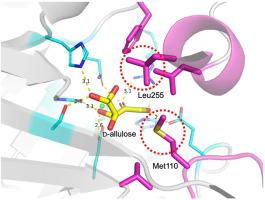 Elucidation of d-allulose recognition mechanism in ketose 3-epimerase