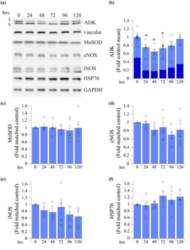 An adenosinergic positive feedback loop extends pharmacological cardioprotection duration