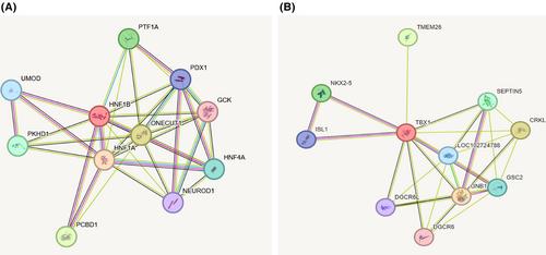 Genetics of anomalies of the kidney and urinary tract with congenital heart disease: A review