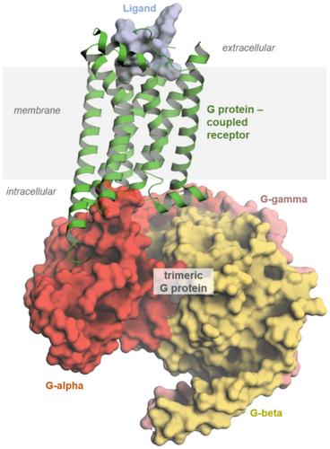 The role of G protein-coupled receptors and their ligands in animal domestication