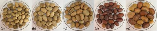 Faba bean nutrition: Macronutrients, antinutrients, and the effect of processing