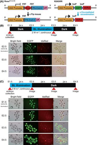 Optogenetic control of early embryos labeling using photoactivatable Cre recombinase 3.0