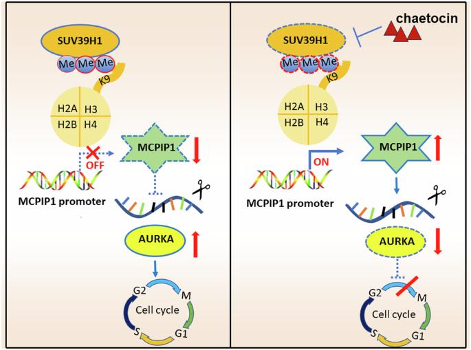 SUV39H1 epigenetically modulates the MCPIP1-AURKA signaling axis to enhance neuroblastoma tumorigenesis