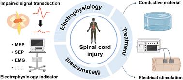 Electrical stimulation and conductive materials: electrophysiology-based treatment for spinal cord injury