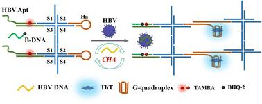 Combined detection of hepatitis B virus surface antigen and hepatitis B virus DNA using a DNA sensor†