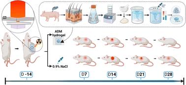 Acellular dermal matrix hydrogels promote healing of radiation-induced skin injury in a rat model†