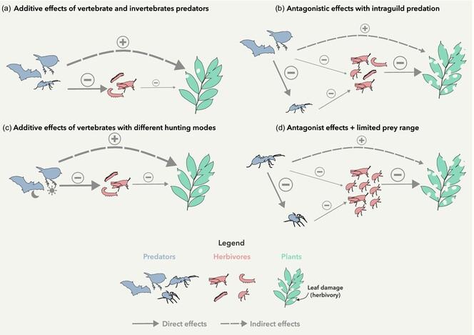 Trophic cascades regulate arthropods density and plant damage across forest strata