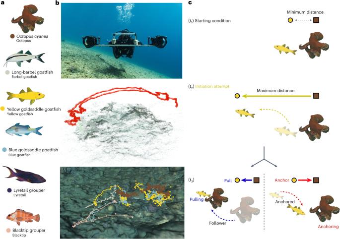 Multidimensional social influence drives leadership and composition-dependent success in octopus–fish hunting groups