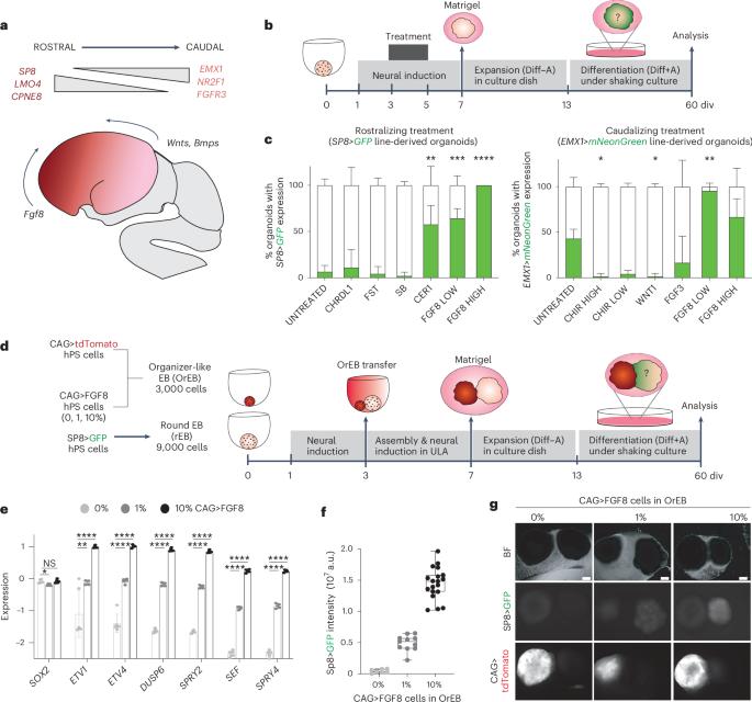 A polarized FGF8 source specifies frontotemporal signatures in spatially oriented cell populations of cortical assembloids