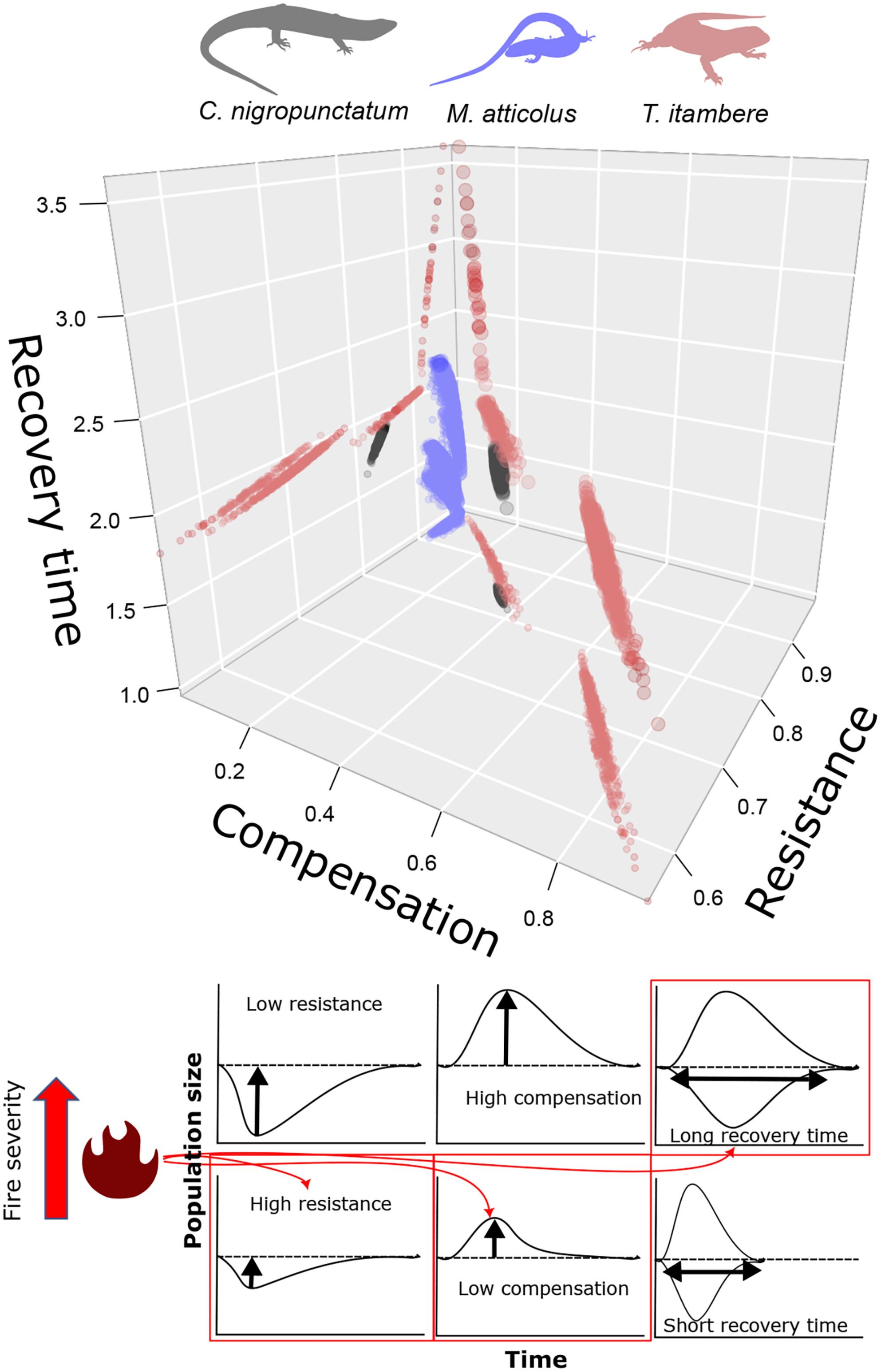 Severe fire regimes decrease resilience of ectothermic populations