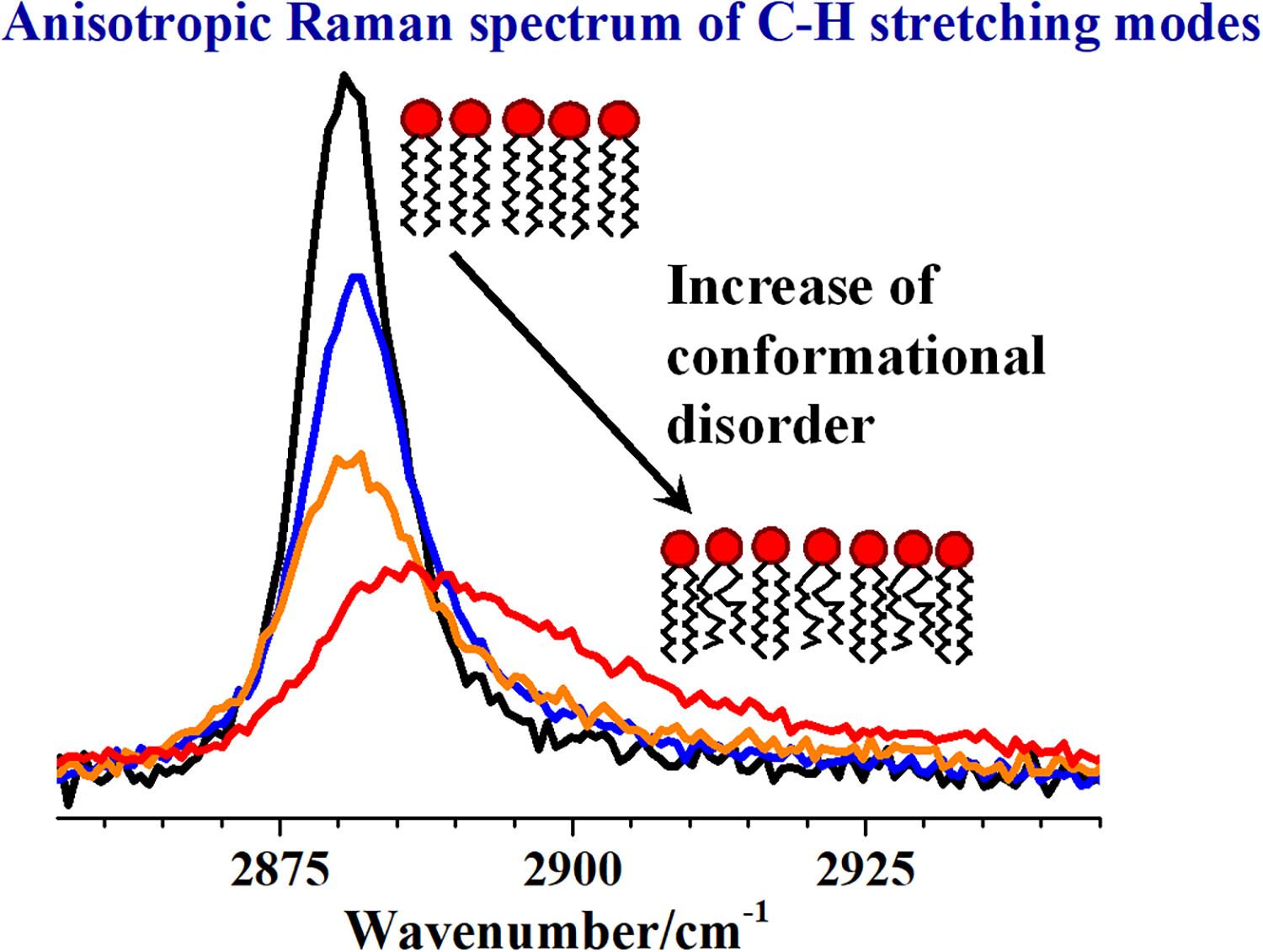 Sensitivity of the C–H Stretching Band in Raman Spectra to Phospholipid Order