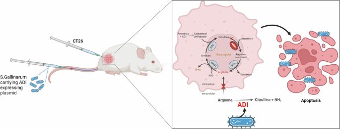 Enhanced anti-cancer efficacy of arginine deaminase expressed by tumor-seeking Salmonella Gallinarum